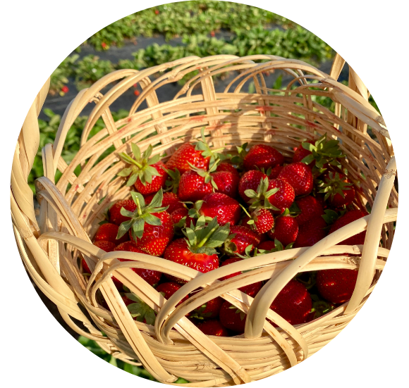 Illustration de fraises